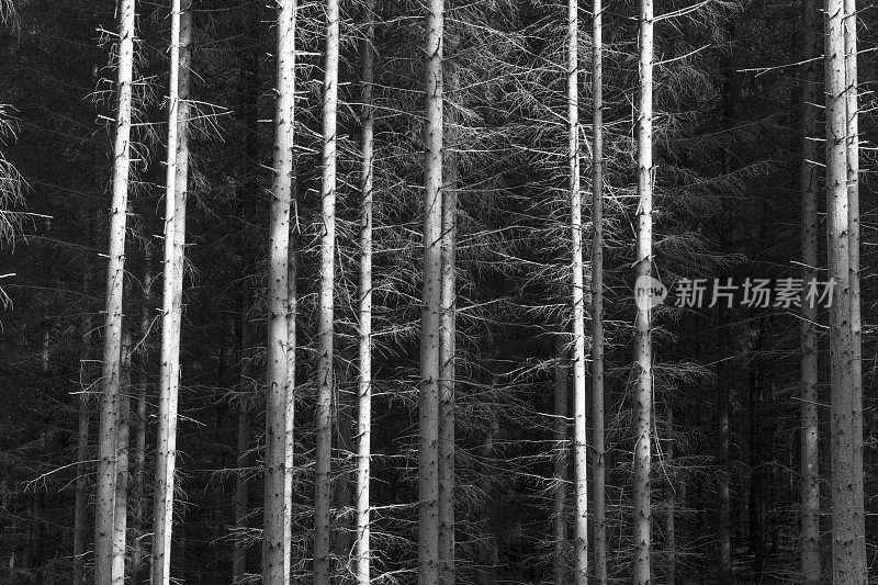 Abstract light and shadow forms - dead conifers in the forest - monochrome